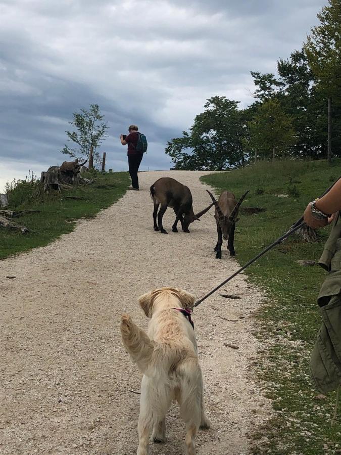 Millies Hosting - Familienurlaub Mit Hund In Kaernten Sankt Paul im Lavanttal Exterior foto